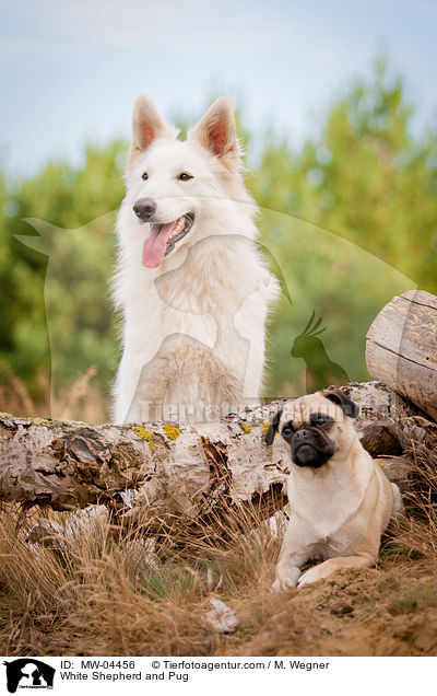 White Shepherd and Pug / MW-04456