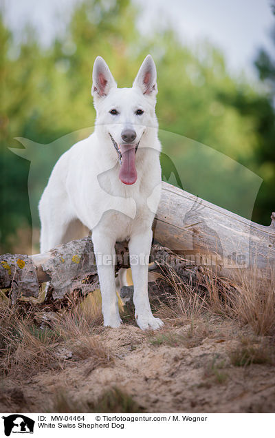 Weier Schweizer Schferhund / White Swiss Shepherd Dog / MW-04464