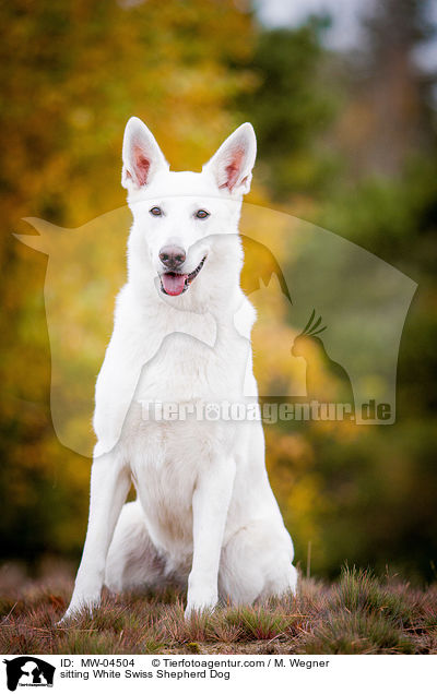 sitzender Weier Schweizer Schferhund / sitting White Swiss Shepherd Dog / MW-04504