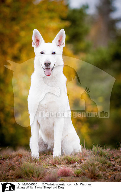 sitzender Weier Schweizer Schferhund / sitting White Swiss Shepherd Dog / MW-04505