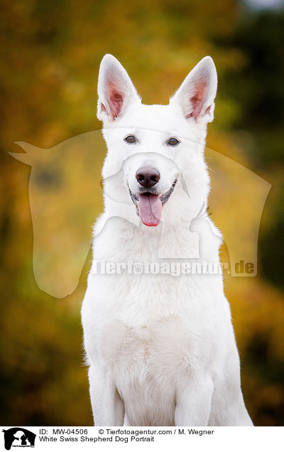 Weier Schweizer Schferhund Portrait / White Swiss Shepherd Dog Portrait / MW-04506