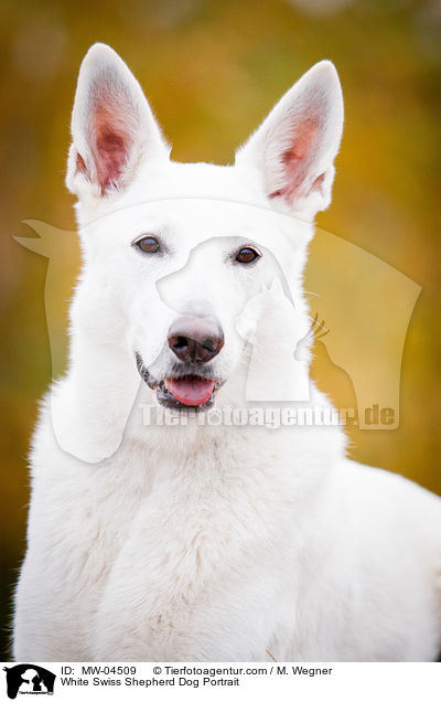 Weier Schweizer Schferhund Portrait / White Swiss Shepherd Dog Portrait / MW-04509