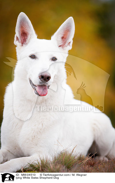 liegender Weier Schweizer Schferhund / lying White Swiss Shepherd Dog / MW-04510