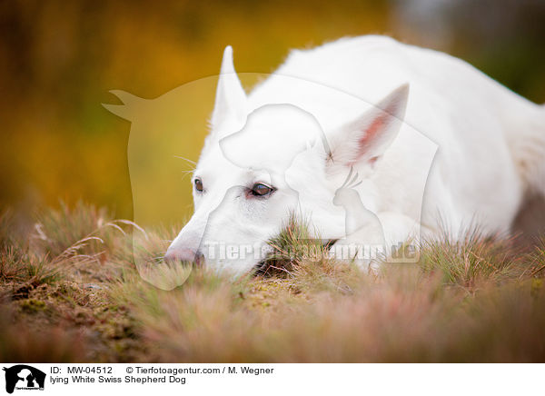 liegender Weier Schweizer Schferhund / lying White Swiss Shepherd Dog / MW-04512