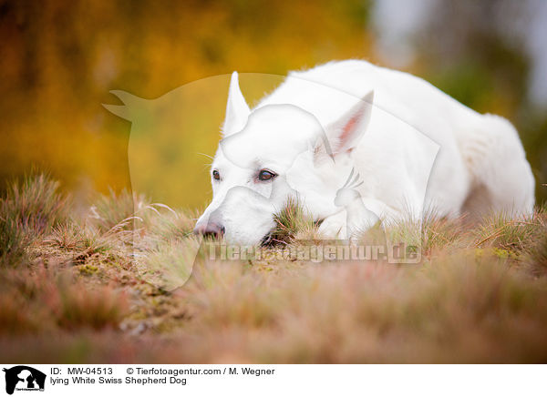 liegender Weier Schweizer Schferhund / lying White Swiss Shepherd Dog / MW-04513