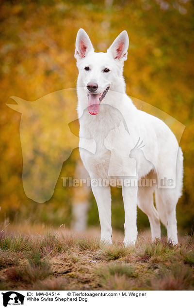 Weier Schweizer Schferhund / White Swiss Shepherd Dog / MW-04514