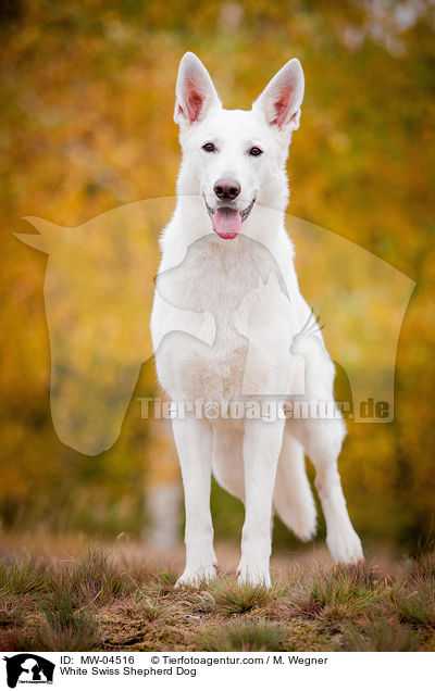 Weier Schweizer Schferhund / White Swiss Shepherd Dog / MW-04516