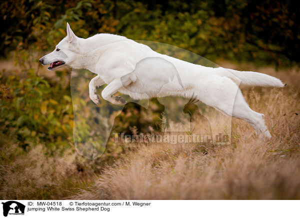 springender Weier Schweizer Schferhund / jumping White Swiss Shepherd Dog / MW-04518