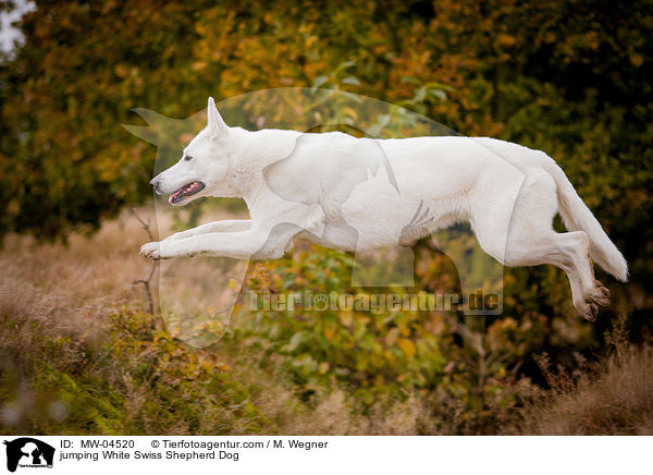 springender Weier Schweizer Schferhund / jumping White Swiss Shepherd Dog / MW-04520