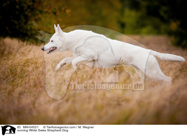 rennender Weier Schweizer Schferhund / running White Swiss Shepherd Dog / MW-04521