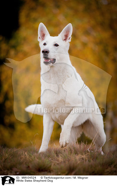 Weier Schweizer Schferhund / White Swiss Shepherd Dog / MW-04524