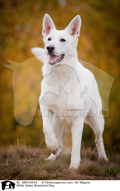 White Swiss Shepherd Dog / MW-04534