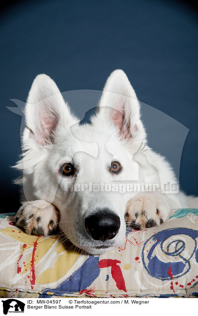 Weier Schweizer Schferhund Portrait / Berger Blanc Suisse Portrait / MW-04597