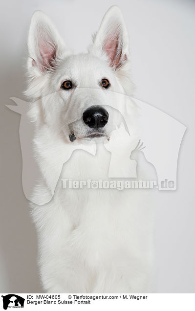 Weier Schweizer Schferhund Portrait / Berger Blanc Suisse Portrait / MW-04605