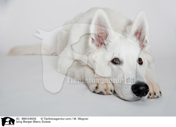 lying Berger Blanc Suisse / MW-04606