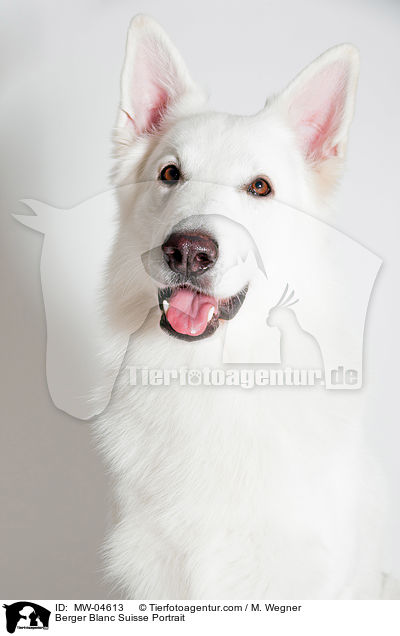 Weier Schweizer Schferhund Portrait / Berger Blanc Suisse Portrait / MW-04613