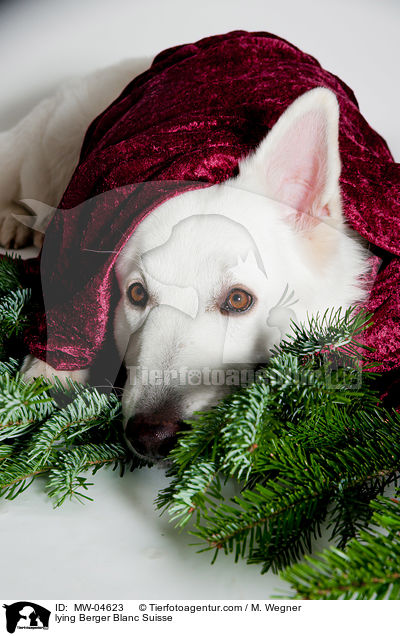 liegender Weier Schweizer Schferhund / lying Berger Blanc Suisse / MW-04623