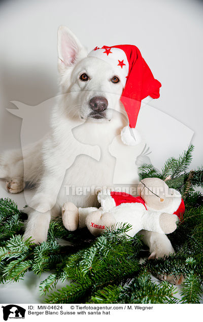 Weier Schweizer Schferhund mit Weihnachtsmtze / Berger Blanc Suisse with santa hat / MW-04624