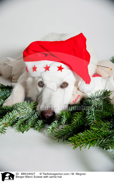 Weier Schweizer Schferhund mit Weihnachtsmtze / Berger Blanc Suisse with santa hat / MW-04627