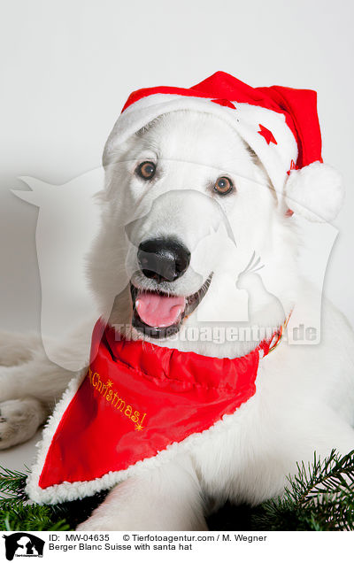 Weier Schweizer Schferhund mit Weihnachtsmtze / Berger Blanc Suisse with santa hat / MW-04635