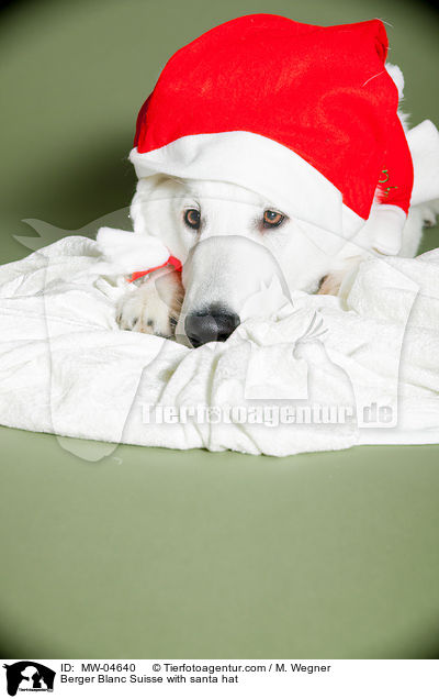 Weier Schweizer Schferhund mit Weihnachtsmtze / Berger Blanc Suisse with santa hat / MW-04640
