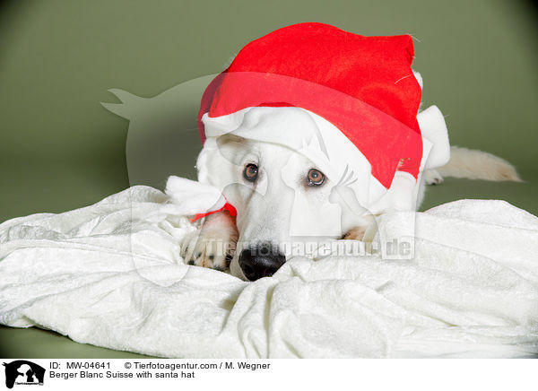 Weier Schweizer Schferhund mit Weihnachtsmtze / Berger Blanc Suisse with santa hat / MW-04641