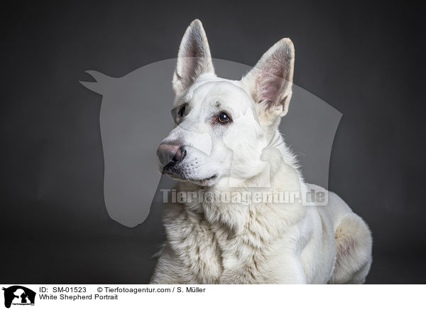 Weier Schweizer Schferhund Portrait / White Shepherd Portrait / SM-01523