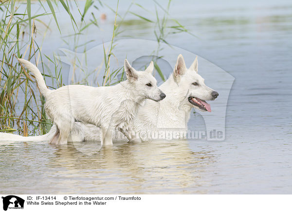 White Swiss Shepherd in the Water / IF-13414