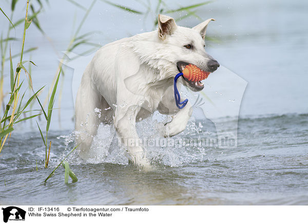 Weier Schweizer Schferhund im Wasser / White Swiss Shepherd in the Water / IF-13416