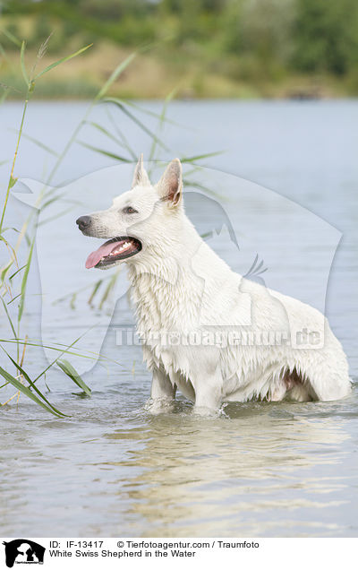 White Swiss Shepherd in the Water / IF-13417