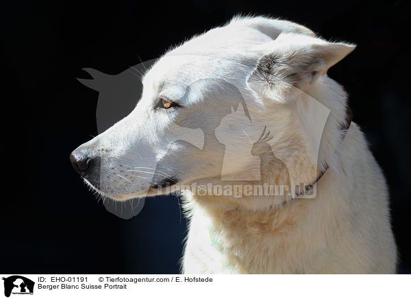 Weier Schweizer Schferhund Portrait / Berger Blanc Suisse Portrait / EHO-01191