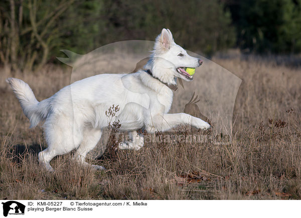 playing Berger Blanc Suisse / KMI-05227