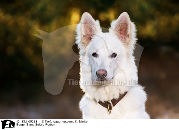 Weier Schweizer Schferhund Portrait / Berger Blanc Suisse Portrait / KMI-05238