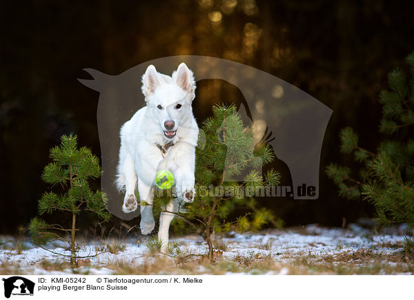 spielender Weier Schweizer Schferhund / playing Berger Blanc Suisse / KMI-05242