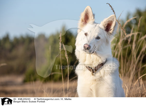 Weier Schweizer Schferhund Portrait / Berger Blanc Suisse Portrait / KMI-05243