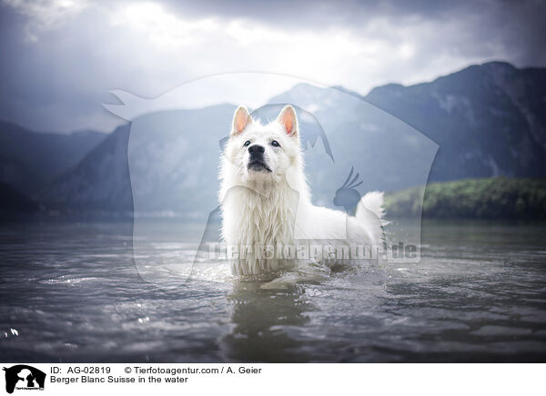 Weier Schweizer Schferhund im Wasser / Berger Blanc Suisse in the water / AG-02819