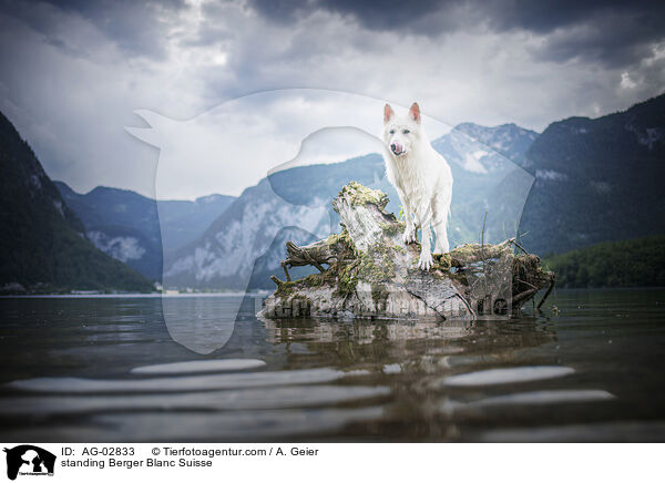 stehender Weier Schweizer Schferhund / standing Berger Blanc Suisse / AG-02833