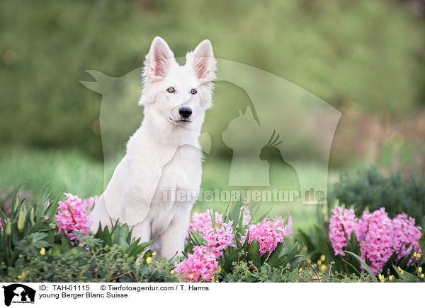 junger Weier Schweizer Schferhund / young Berger Blanc Suisse / TAH-01115