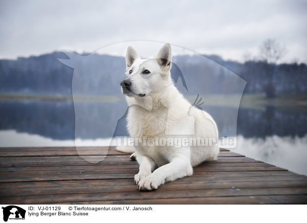 liegender Weier Schweizer Schferhund / lying Berger Blanc Suisse / VJ-01129