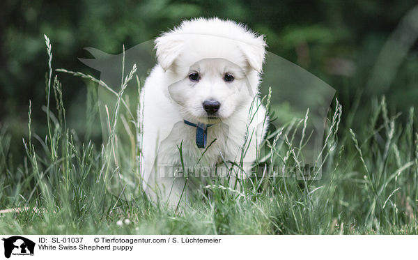 Weier Schweizer Schferhund Welpe / White Swiss Shepherd puppy / SL-01037