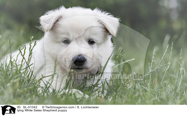 liegender Weier Schweizer Schferhund Welpe / lying White Swiss Shepherd puppy / SL-01042
