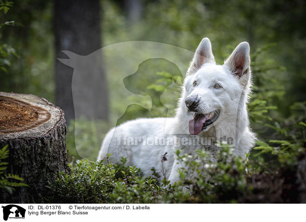 liegender Weier Schweizer Schferhund / lying Berger Blanc Suisse / DL-01376
