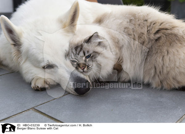 Weier Schweizer Schferhund mit Katze / Berger Blanc Suisse with Cat / HBO-03239