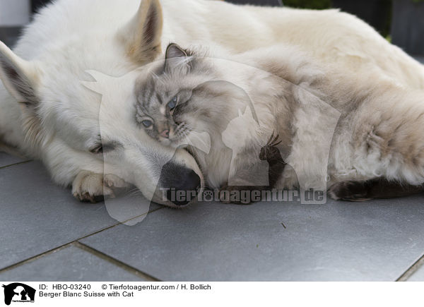 Weier Schweizer Schferhund mit Katze / Berger Blanc Suisse with Cat / HBO-03240