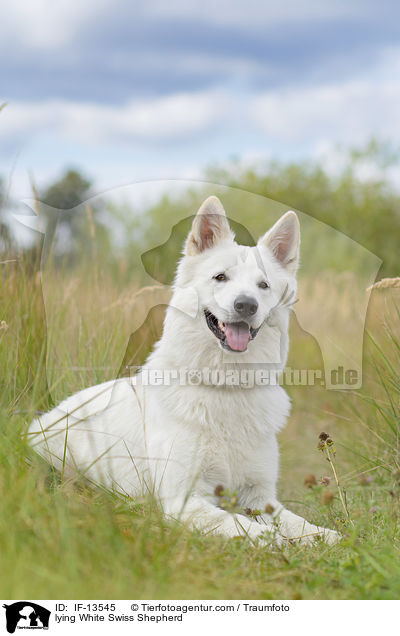 lying White Swiss Shepherd / IF-13545