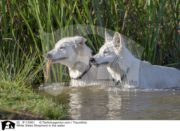 White Swiss Shepherd in the water / IF-13561