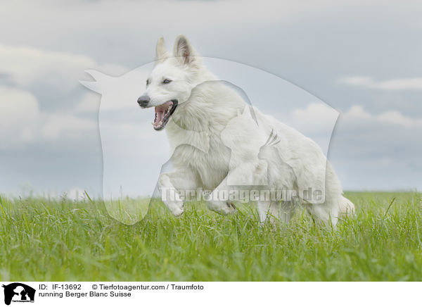 rennender Weier Schweizer Schferhund / running Berger Blanc Suisse / IF-13692