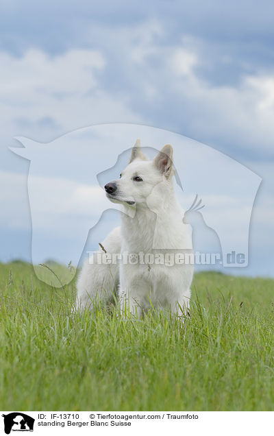 stehender Weier Schweizer Schferhund / standing Berger Blanc Suisse / IF-13710