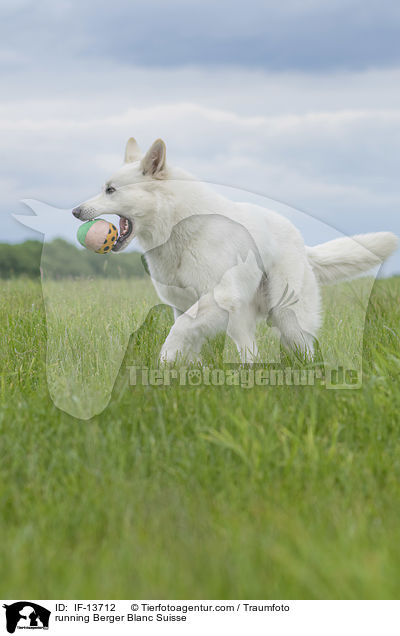 rennender Weier Schweizer Schferhund / running Berger Blanc Suisse / IF-13712