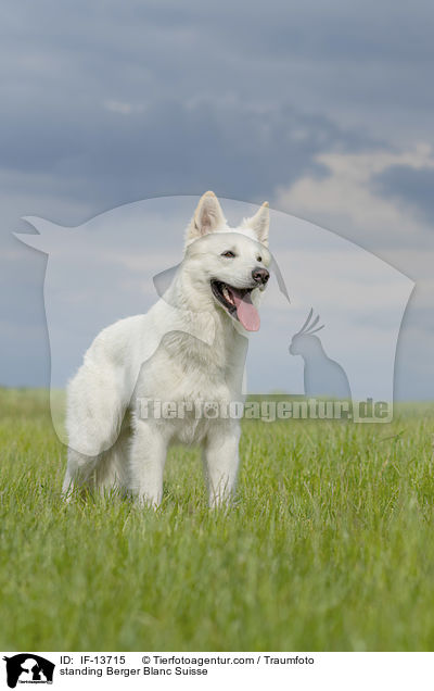 stehender Weier Schweizer Schferhund / standing Berger Blanc Suisse / IF-13715